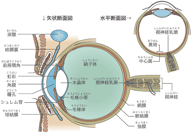 眼の断面図